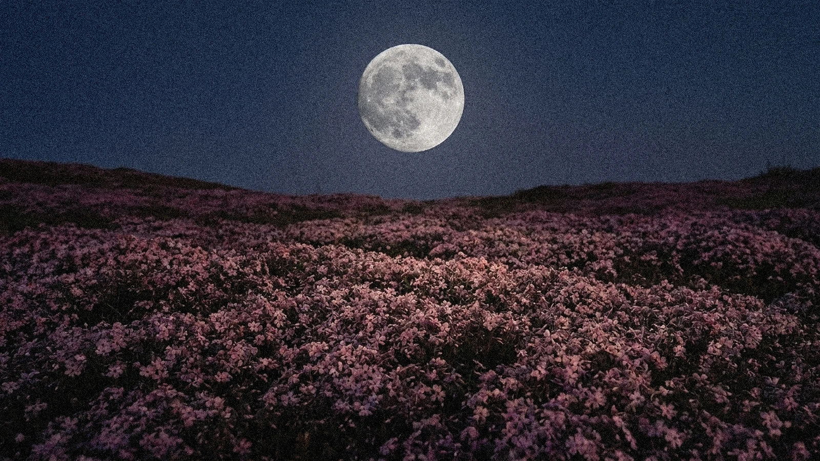Pleine lune avril 2027 en Scorpion : Lune Rose (21 avril)