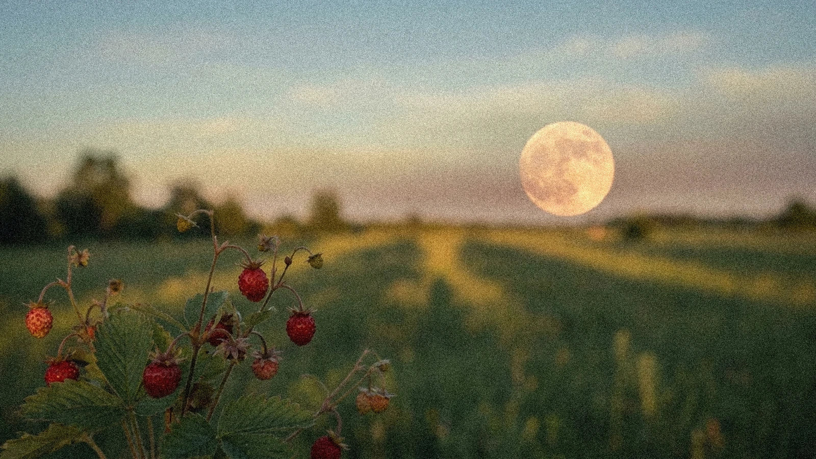 Pleine lune juin 2027 en Sagittaire : Lune des Fraises (19 juin)