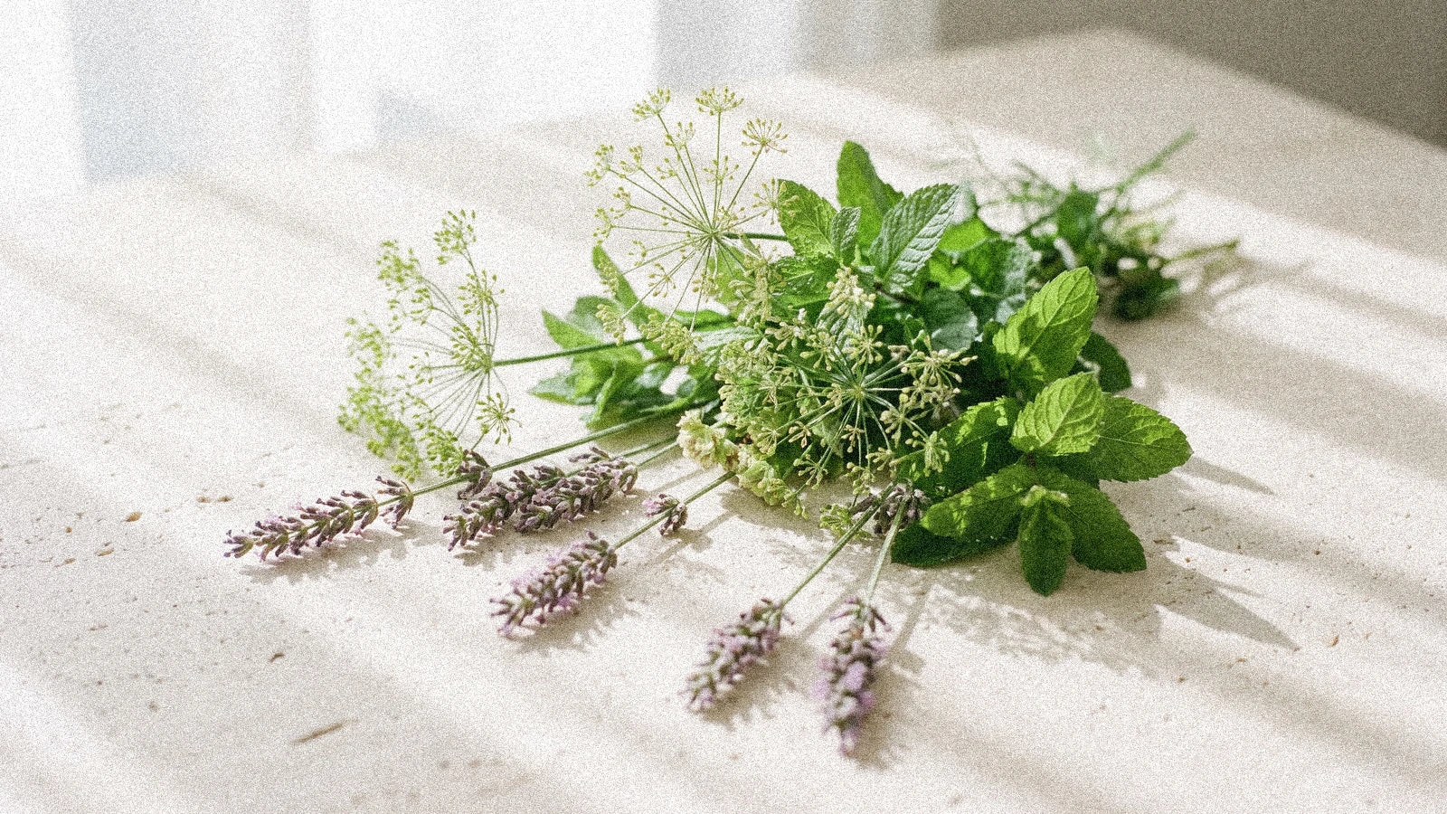 Herbes du Gémeaux : 3 plantes alliées du signe d'air