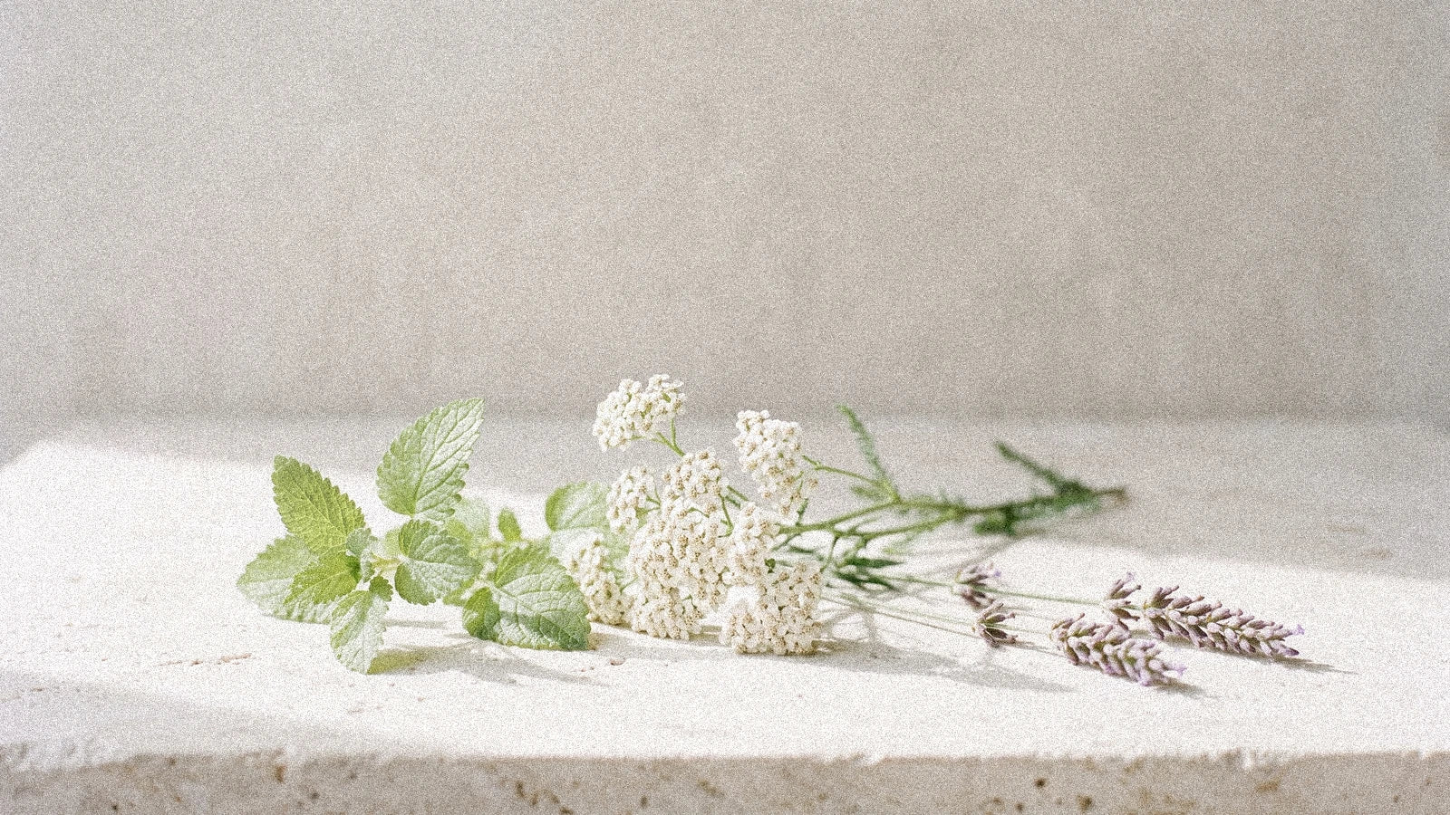 Herbes du Verseau : 3 plantes alliées du signe d'air uranien