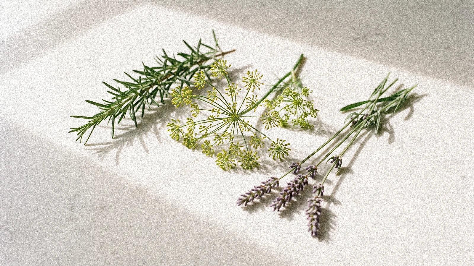 Herbes de la Vierge : 3 plantes alliées du signe de terre