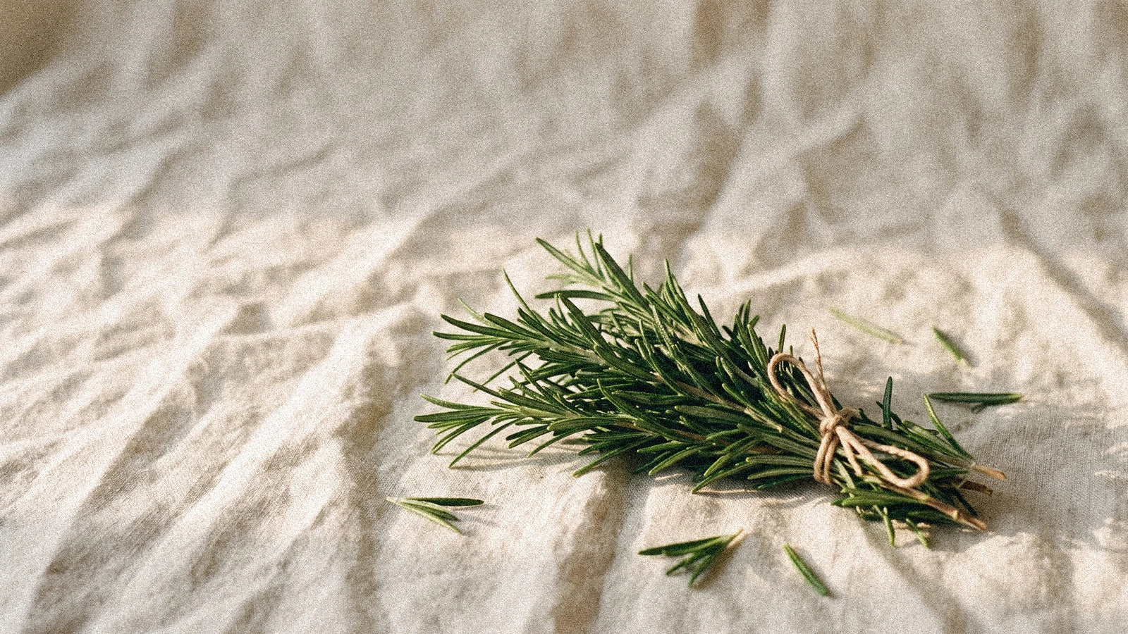 Le romarin : herbe de protection et de mémoire