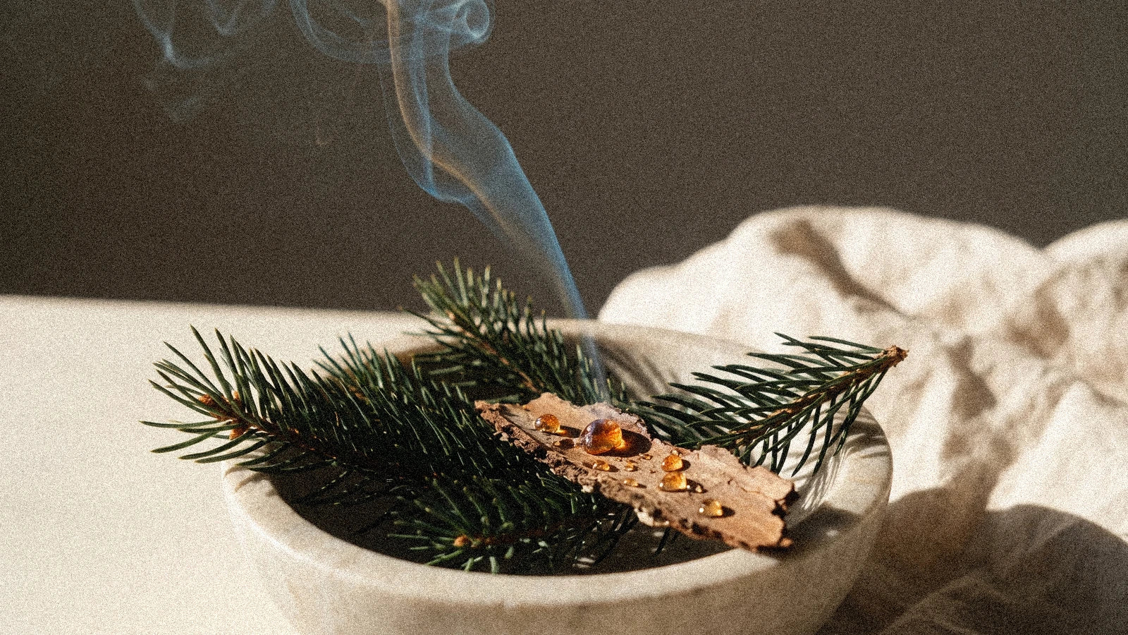 Le pin : l'encens des forêts qui purifie en hiver