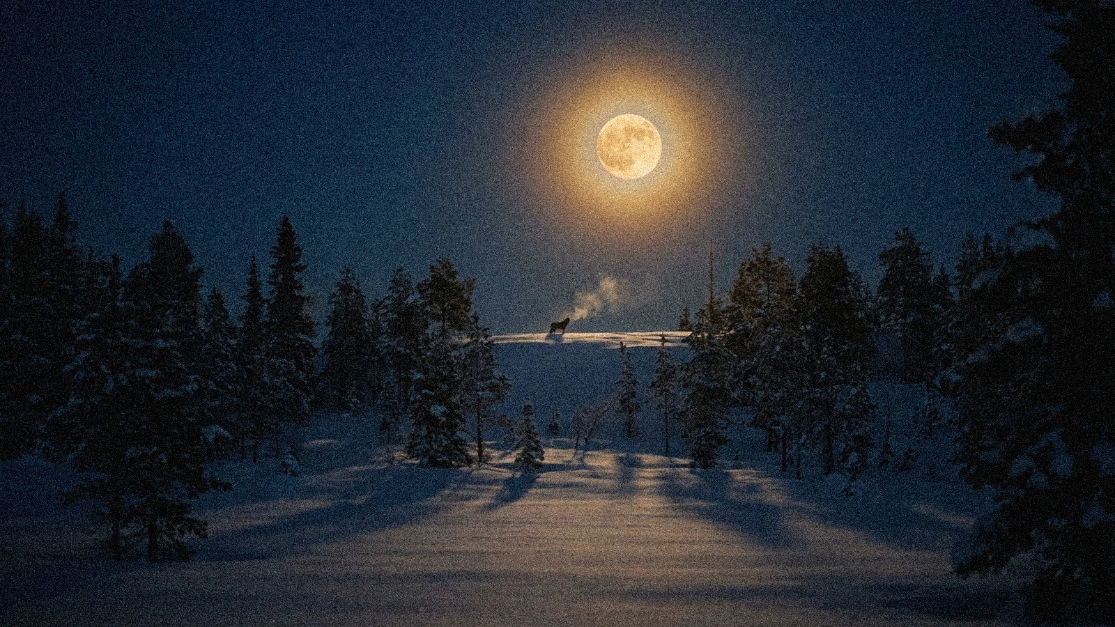Lune des Loups 2027 : la pleine lune du 22 janvier en Lion