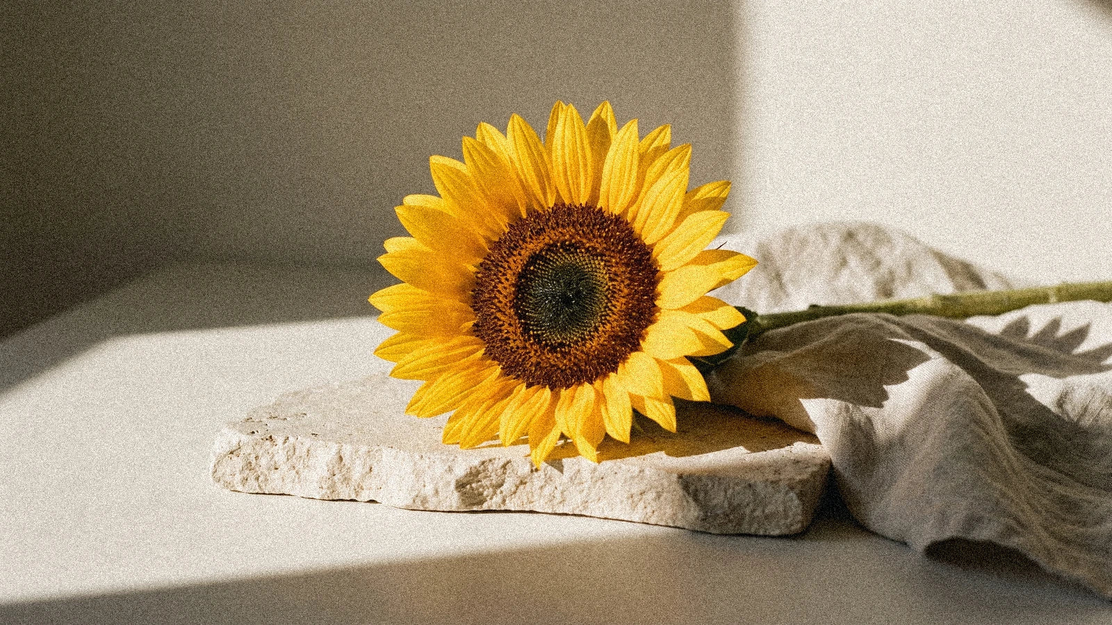 Le Soleil (Arcane XIX) — Tarot de Marseille : signification, symboles et lecture